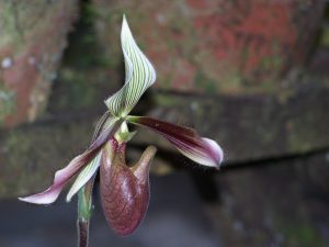 839 100_4156 Orquídea. Mount Kinabalu Park.